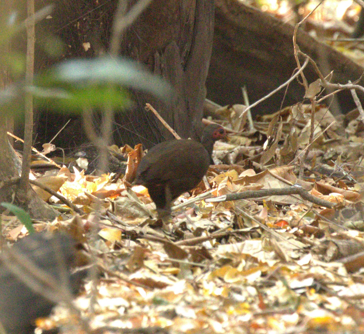 Philippine Megapode - ML612357751