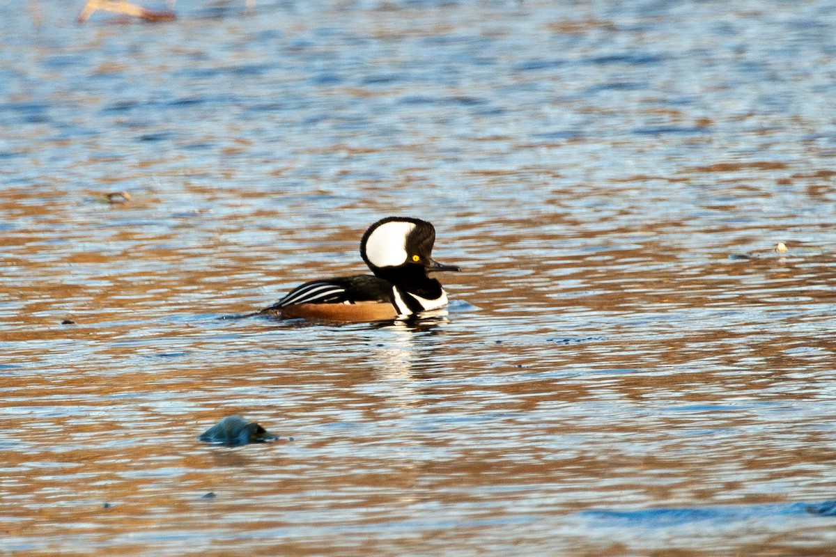 Hooded Merganser - ML612357767