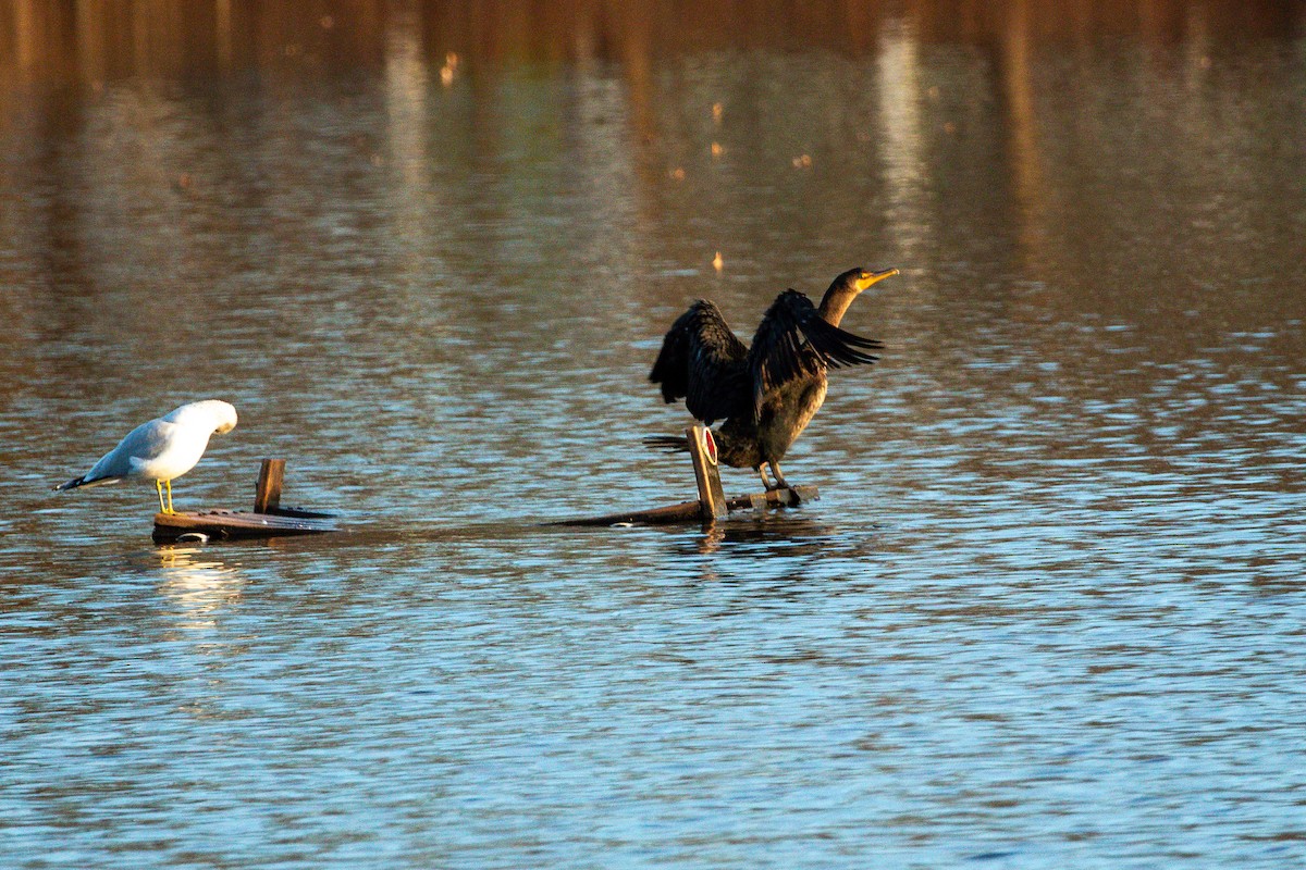 Double-crested Cormorant - Jefferson Shank