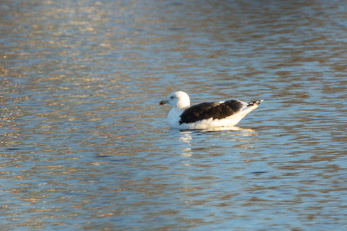 Great Black-backed Gull - Jefferson Shank