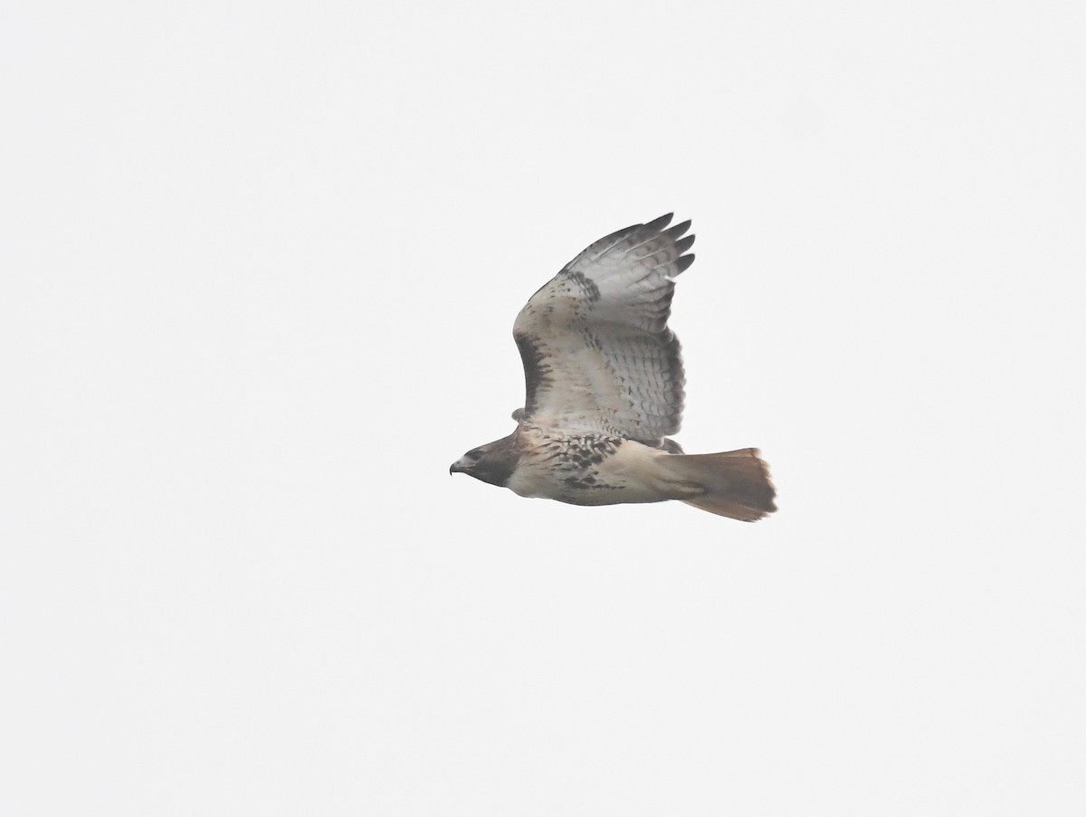 Red-tailed Hawk - ML612357841