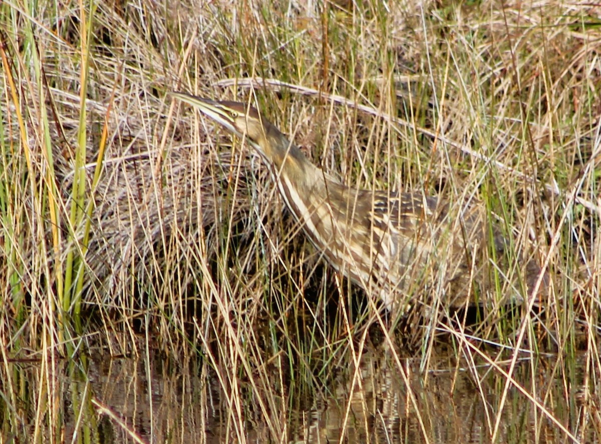 American Bittern - ML612357856