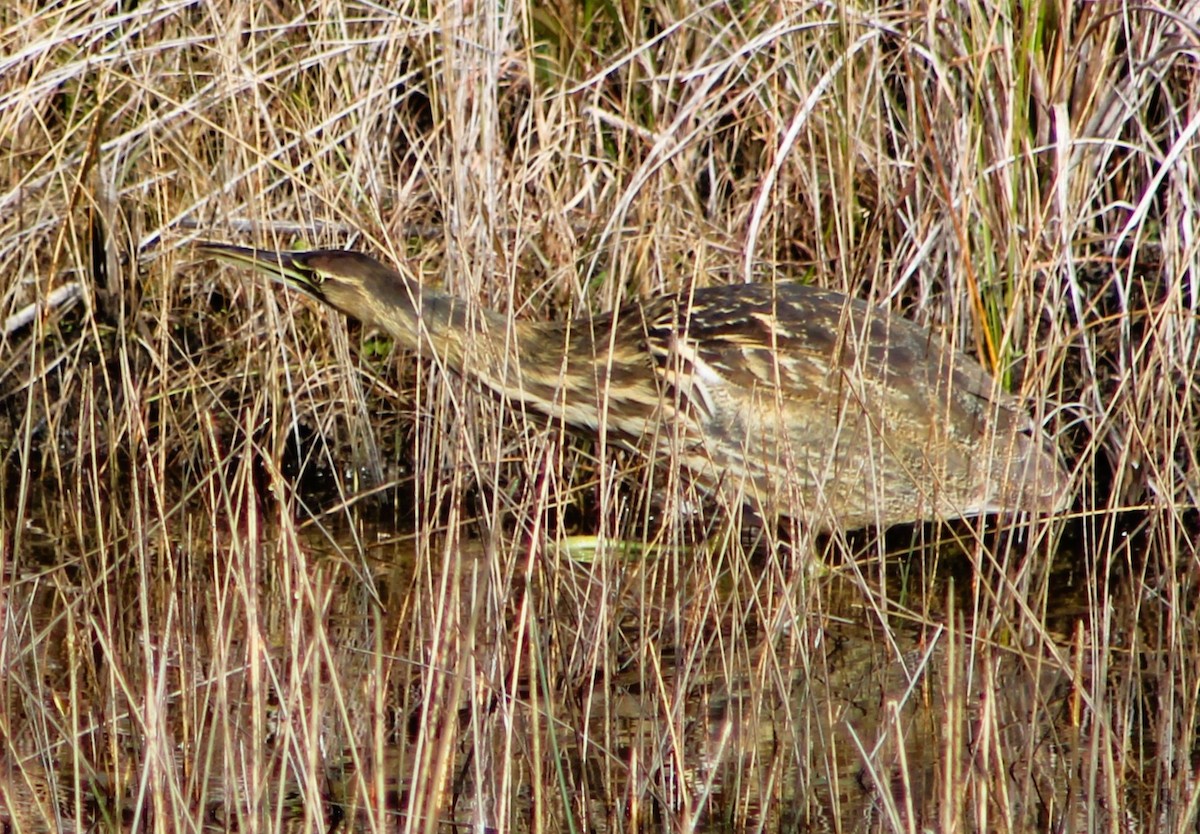 American Bittern - ML612357934