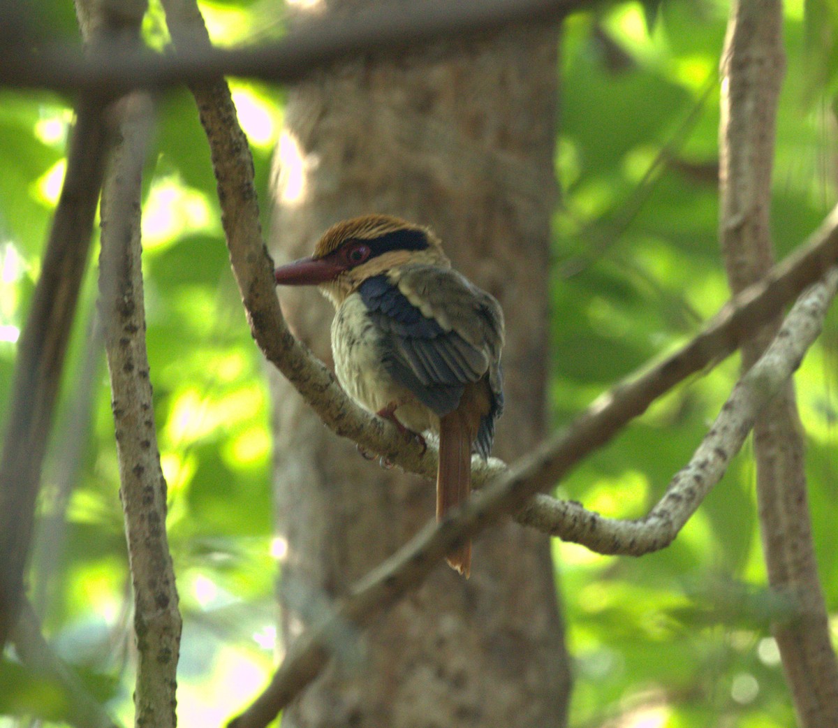 Sulawesi Lilac Kingfisher - ML612357948