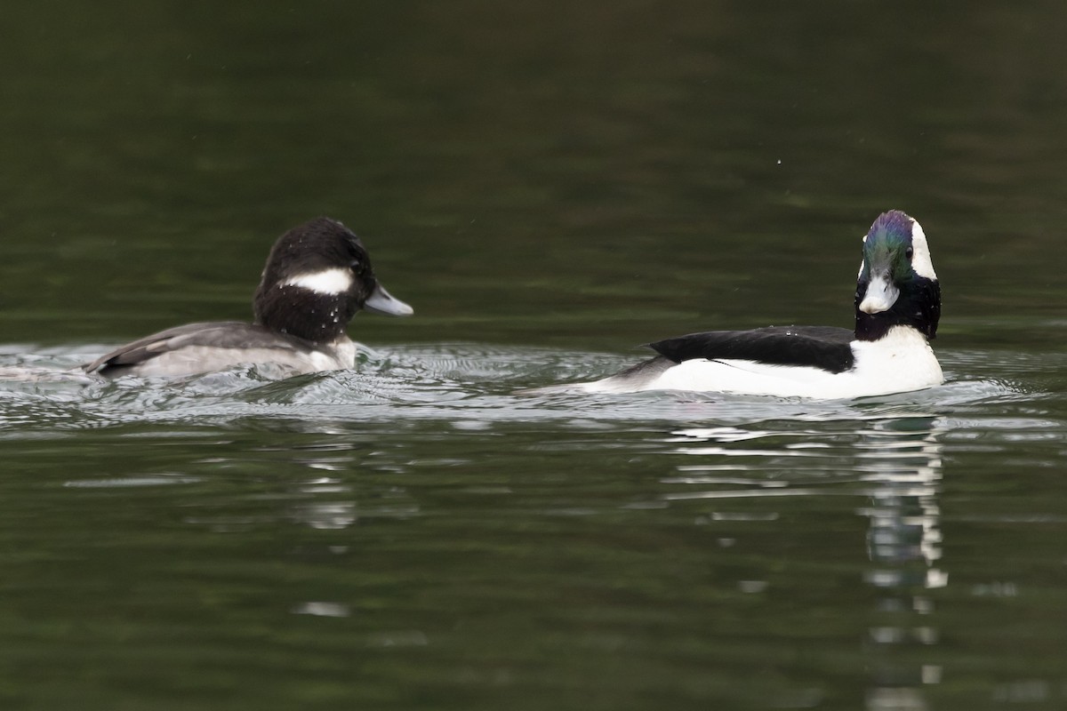 Bufflehead - Jim Tolbert