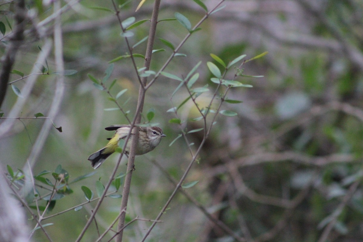 Palm Warbler - Veronica Salvatierra