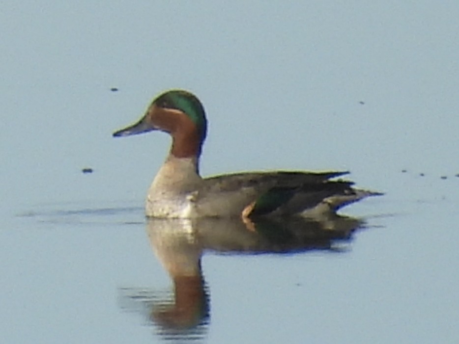 Green-winged Teal - ML612358022