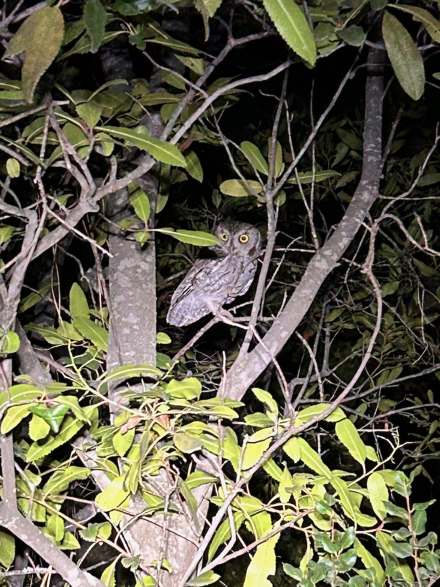Western Screech-Owl - ML612358044