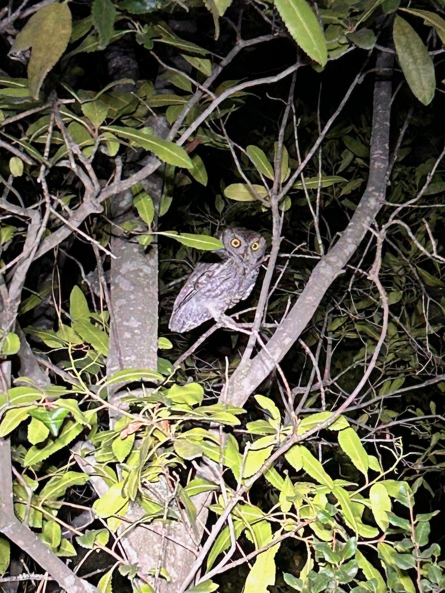 Western Screech-Owl - ML612358045
