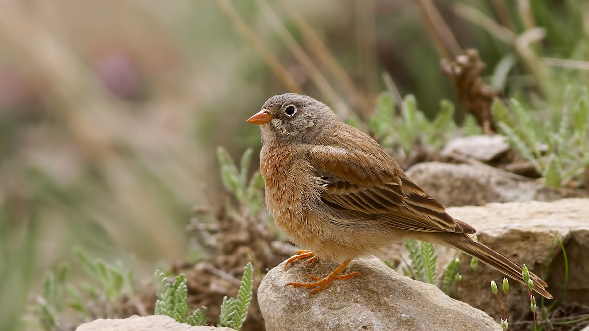 Gray-necked Bunting - ML612358111