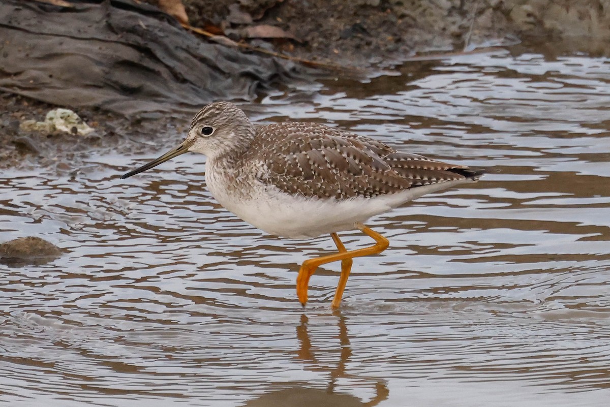 Greater Yellowlegs - ML612358113