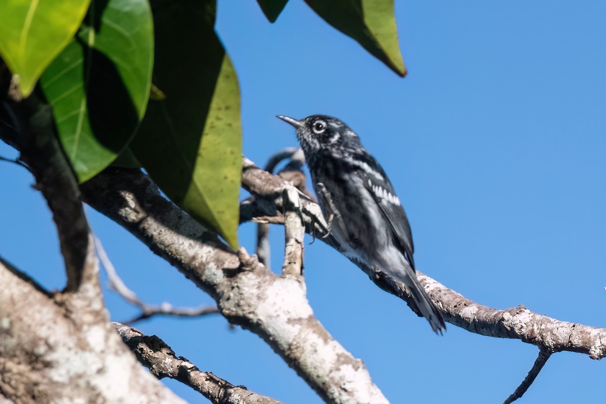 Elfin-woods Warbler - ML612358117