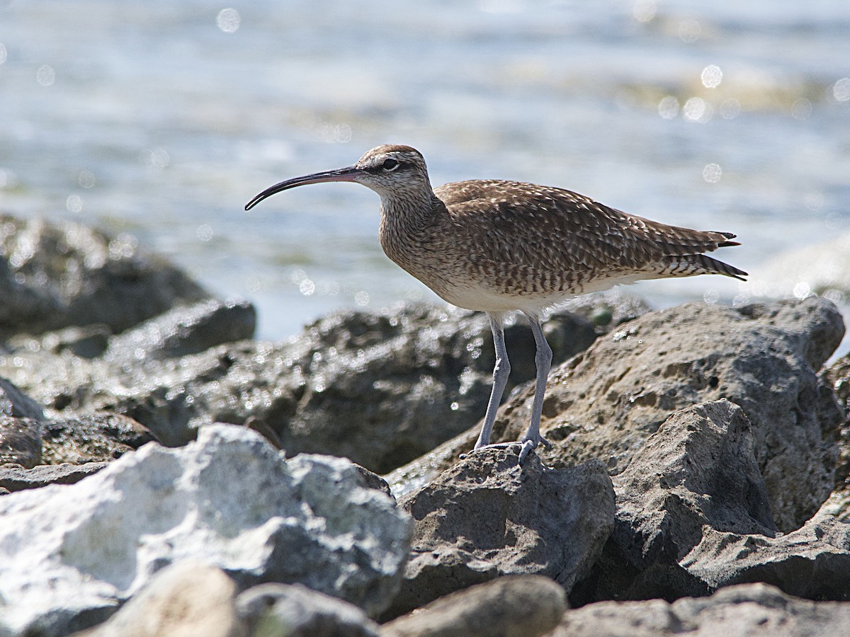 Whimbrel - Michael Tromp