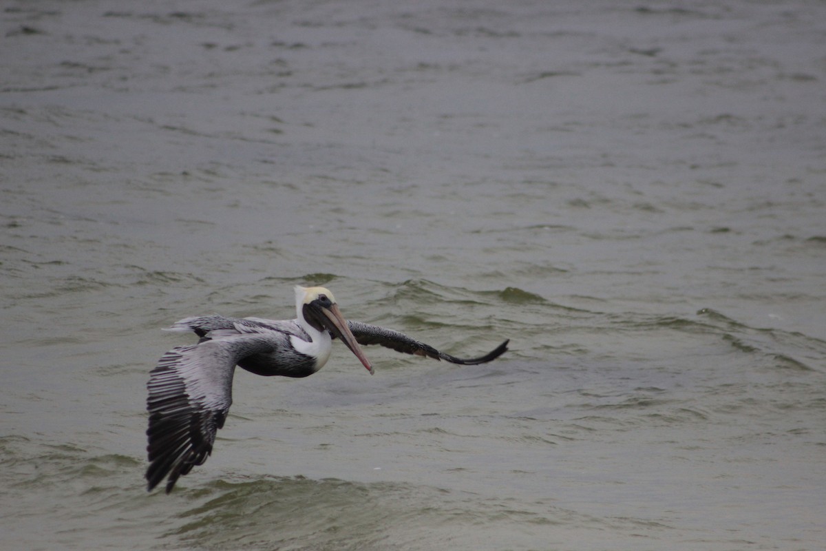 pelikán hnědý - ML612358174