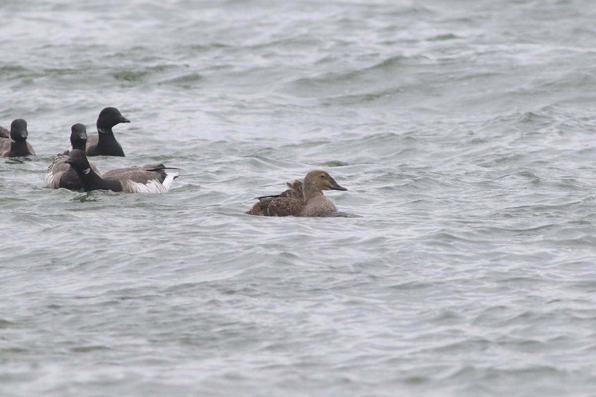 King Eider - Max Epstein