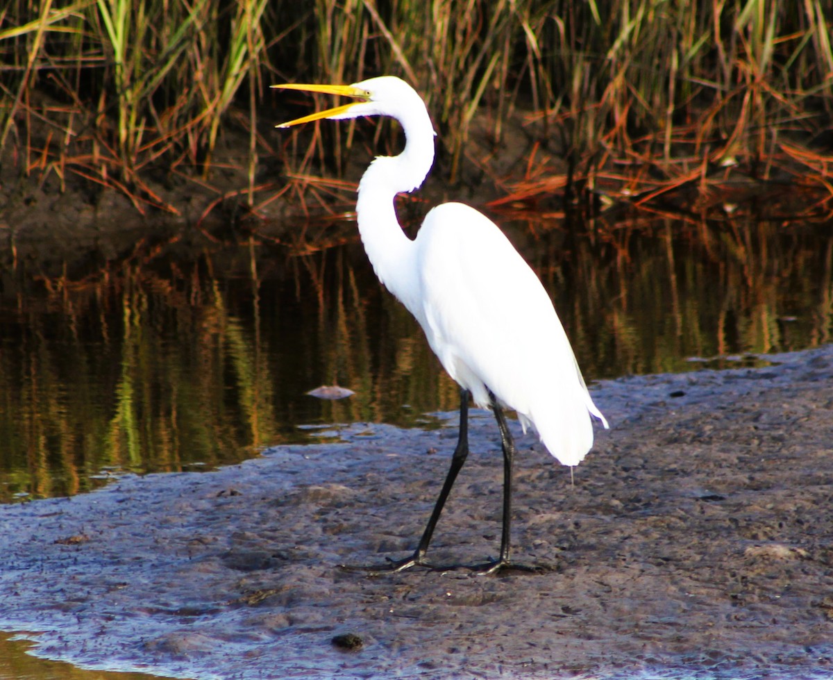 Great Egret - ML612358246