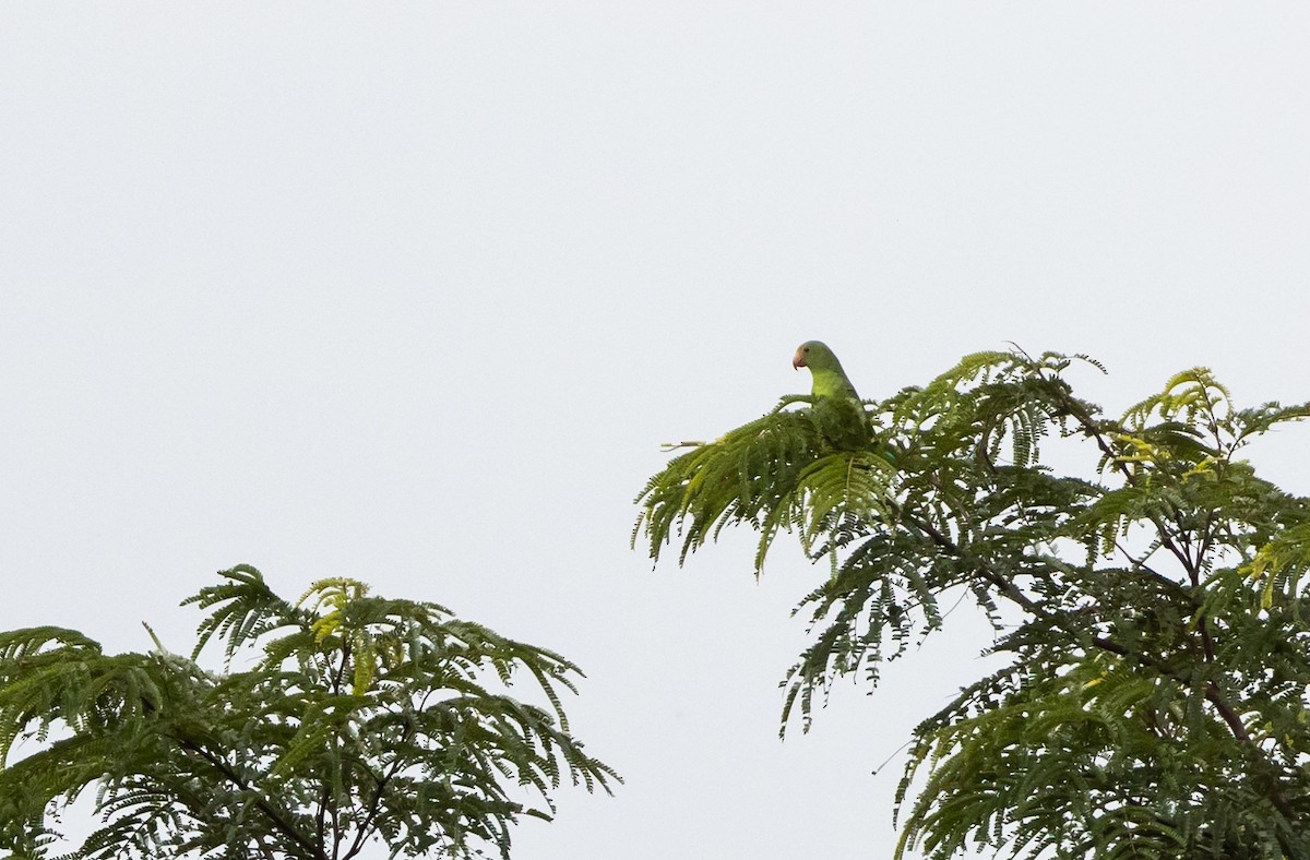 Cobalt-winged Parakeet - ML612358352