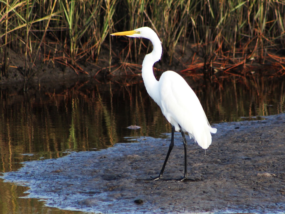 Great Egret - Lisa Hughes