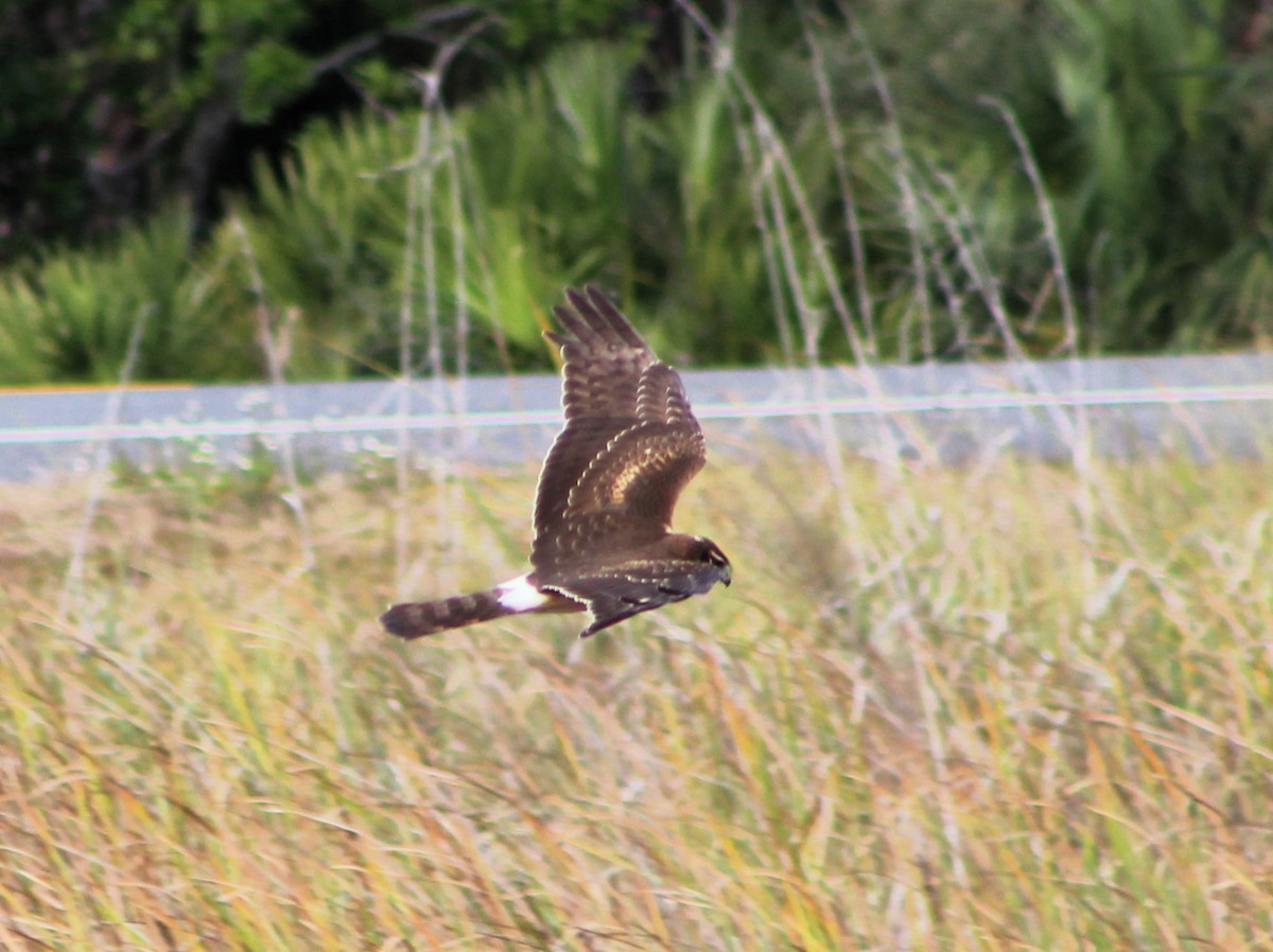 Northern Harrier - Lisa Hughes