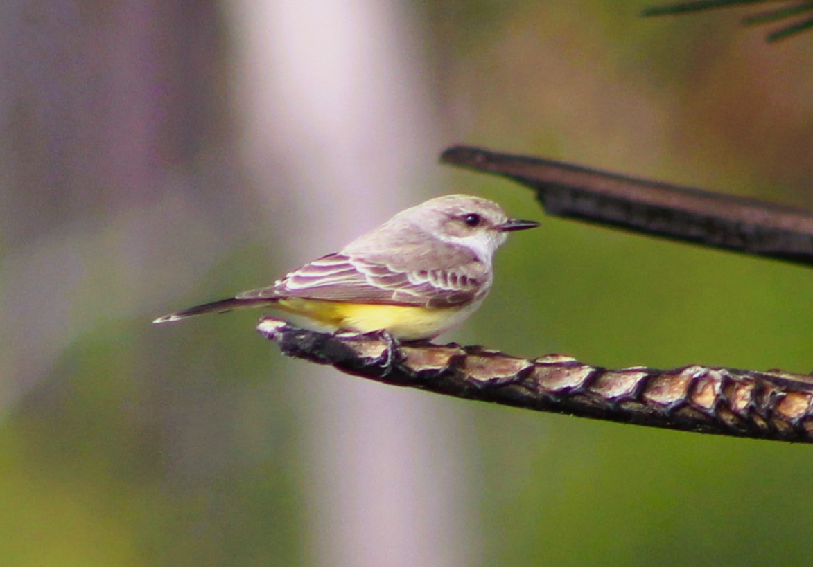 Vermilion Flycatcher - ML612358680