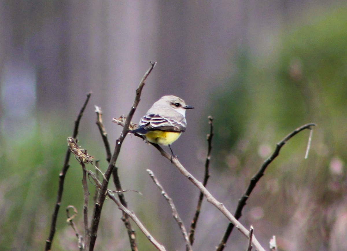 Vermilion Flycatcher - ML612358787