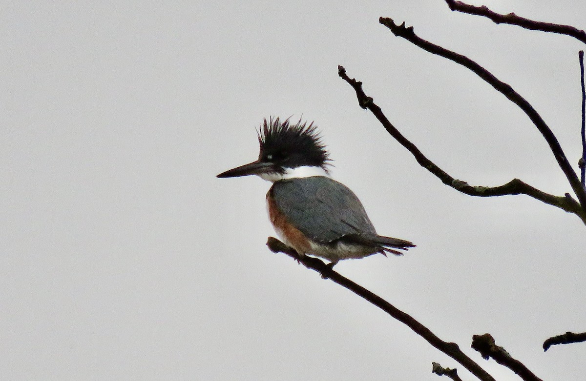 Belted Kingfisher - Jody Applegate