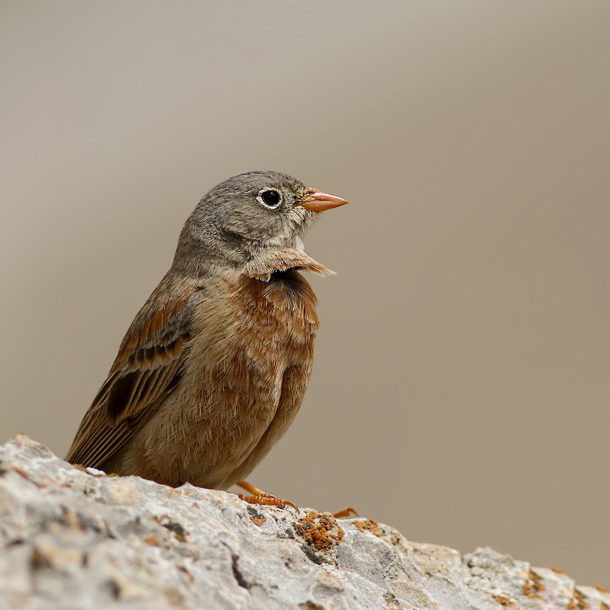 Gray-necked Bunting - ML612358908