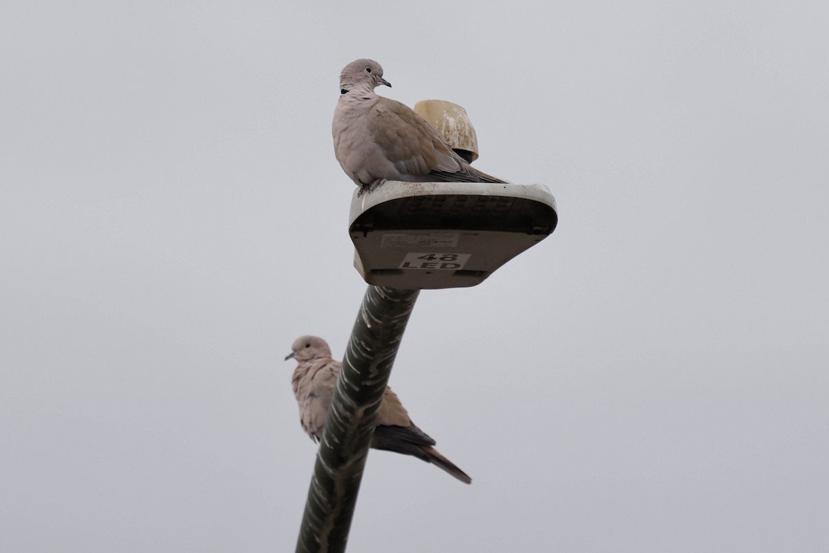 Eurasian Collared-Dove - Barry Langdon-Lassagne