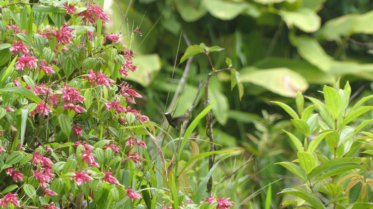 kolibřík běločelý - ML612358938