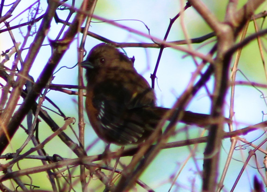 Eastern Towhee - ML612358943