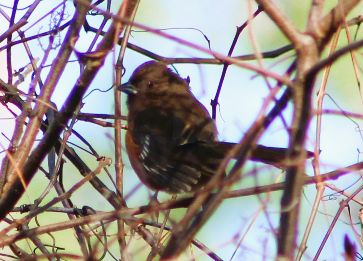 Eastern Towhee - ML612358945