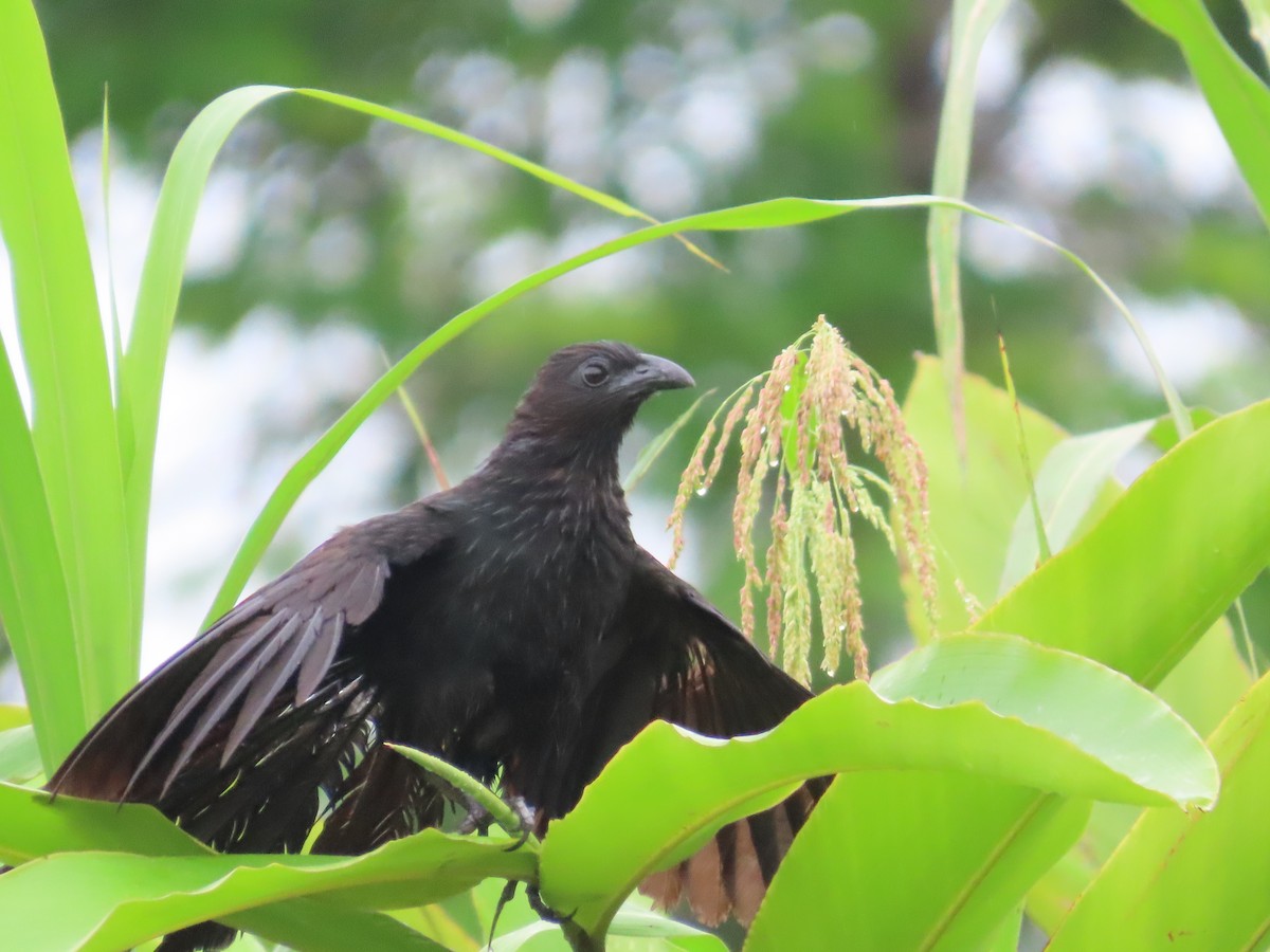 Lesser Black Coucal - ML612358978