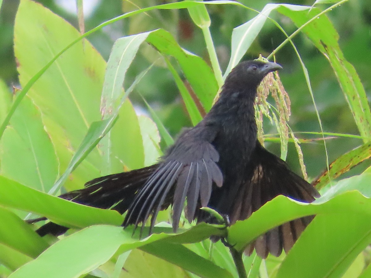 Lesser Black Coucal - Suzanne Beauchesne