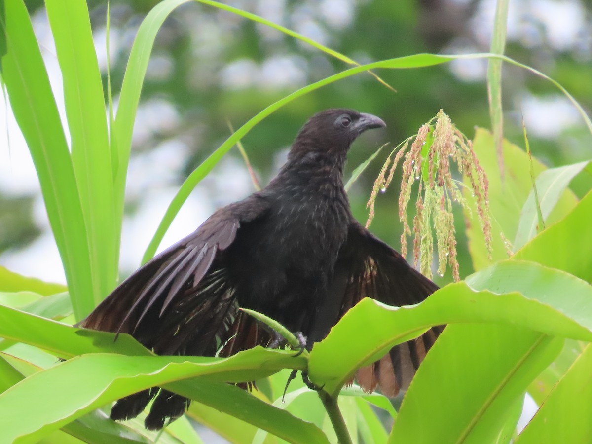 Lesser Black Coucal - Suzanne Beauchesne