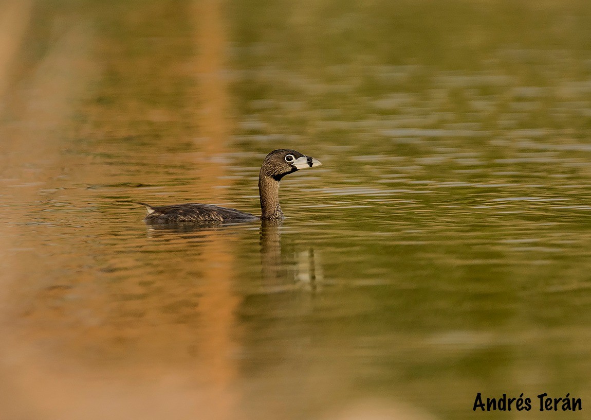 Pied-billed Grebe - ML612359110
