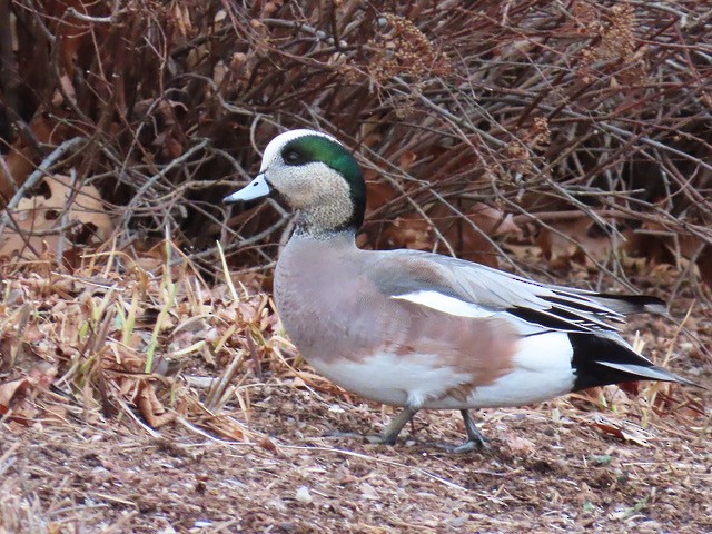 American Wigeon - Kate Doiron