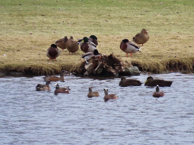 American Wigeon - ML612359241