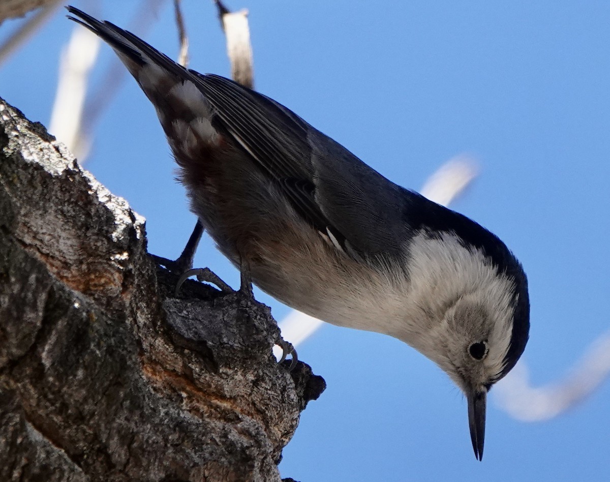 White-breasted Nuthatch - ML612359268