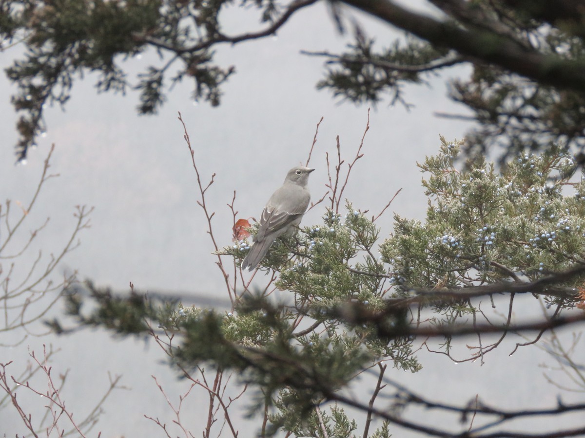 Townsend's Solitaire - ML612359289