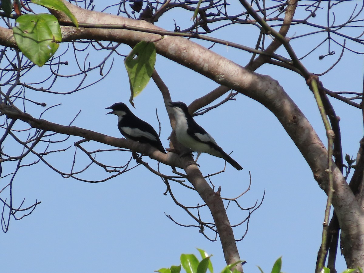 Black-browed Triller (Biak) - ML612359299