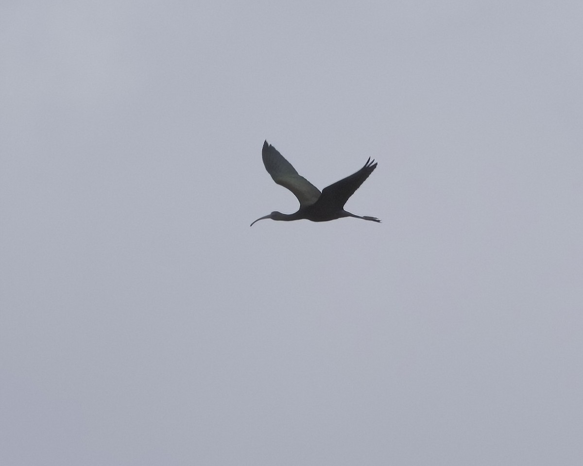 Glossy Ibis - ML612359452