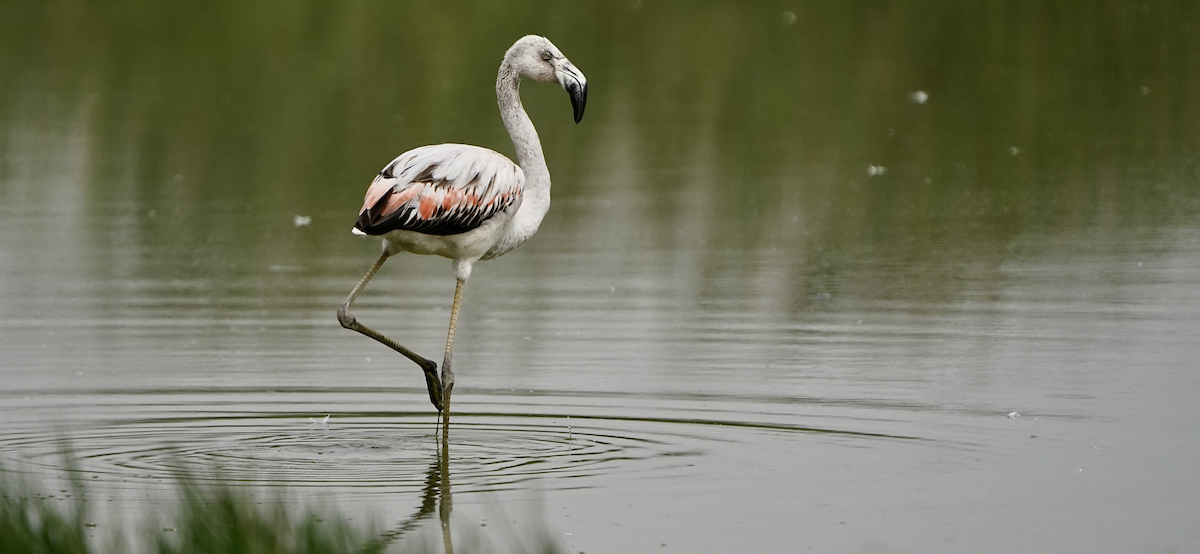 Chilean Flamingo - ML612359531