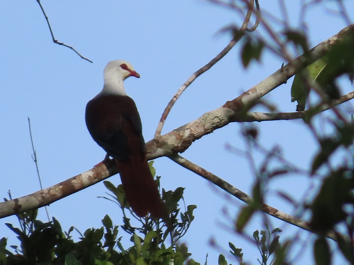 Great Cuckoo-Dove - ML612359547