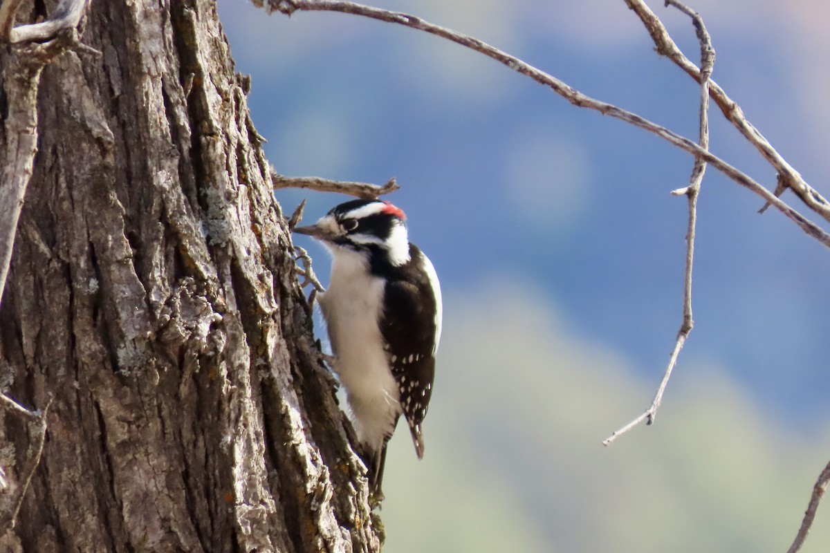 Hairy Woodpecker - ML612359564