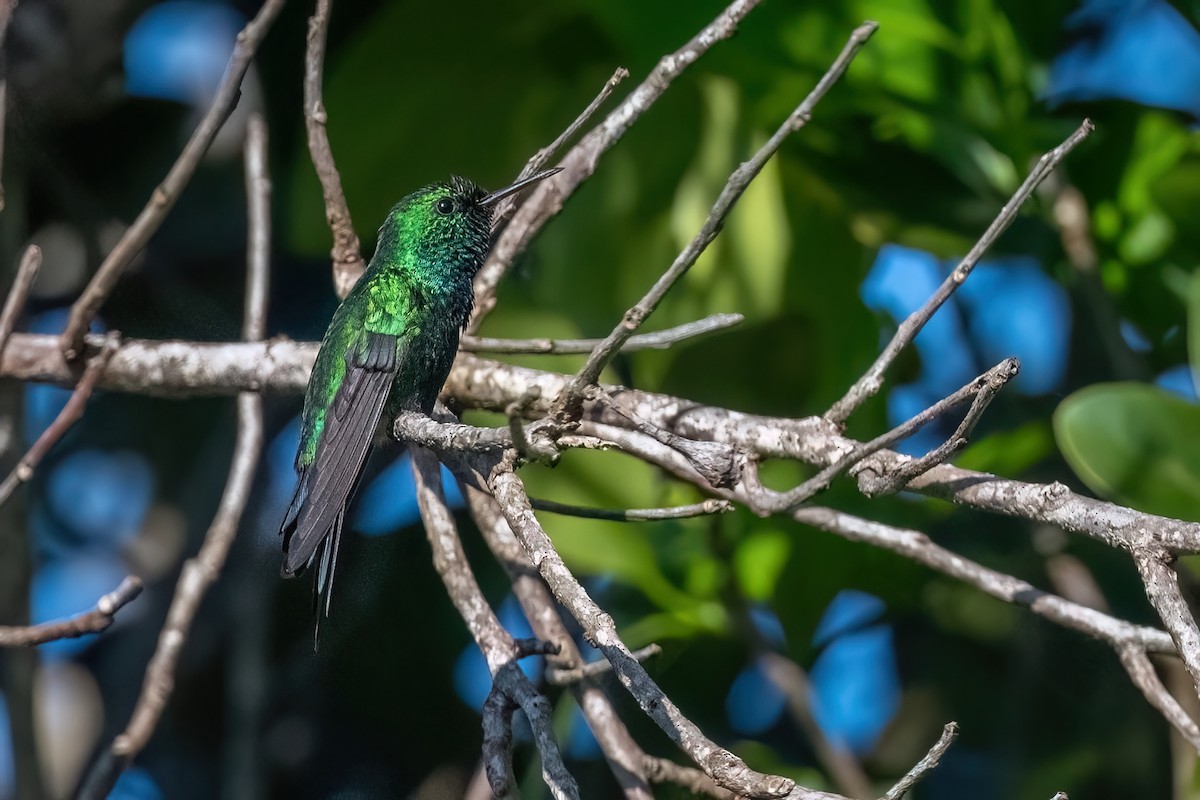 Puerto Rican Emerald - ML612359566