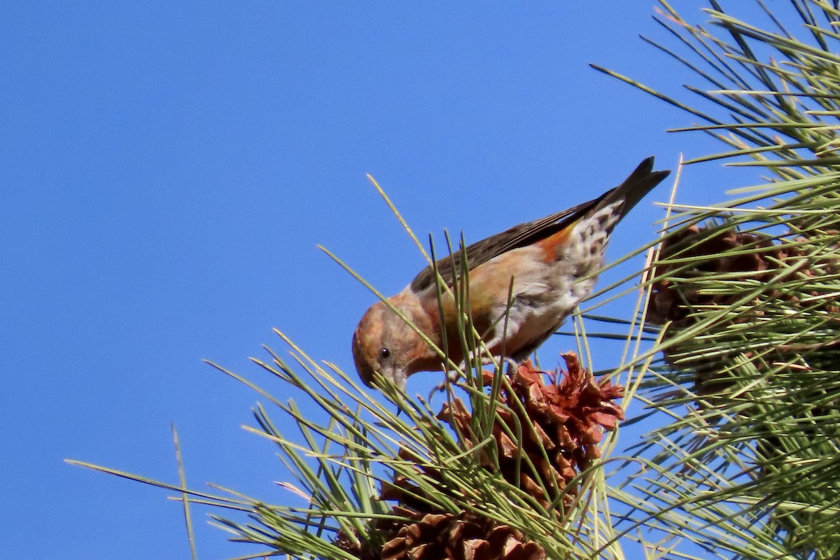 Red Crossbill - ML612359572