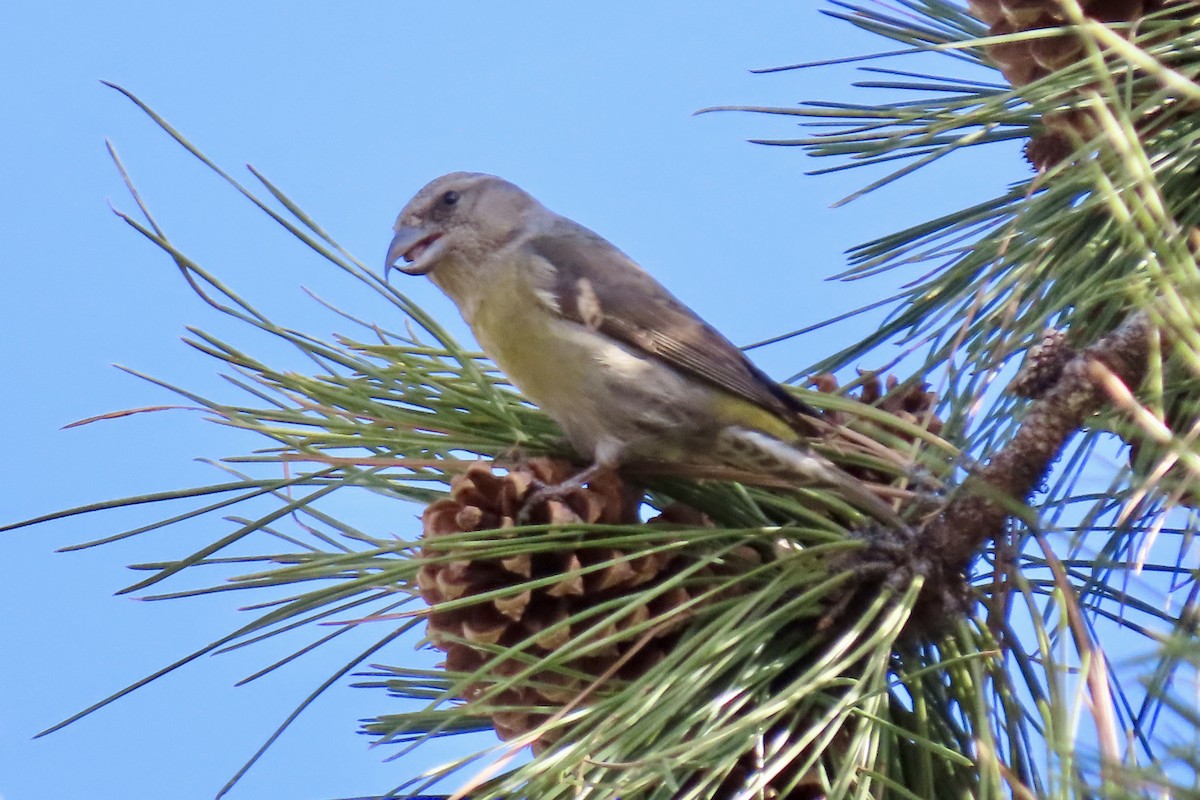 Red Crossbill - ML612359573