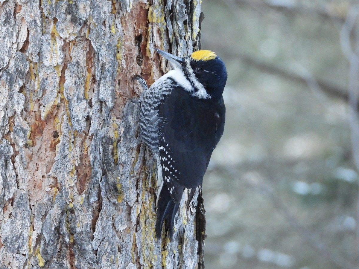 Black-backed Woodpecker - ML612359592