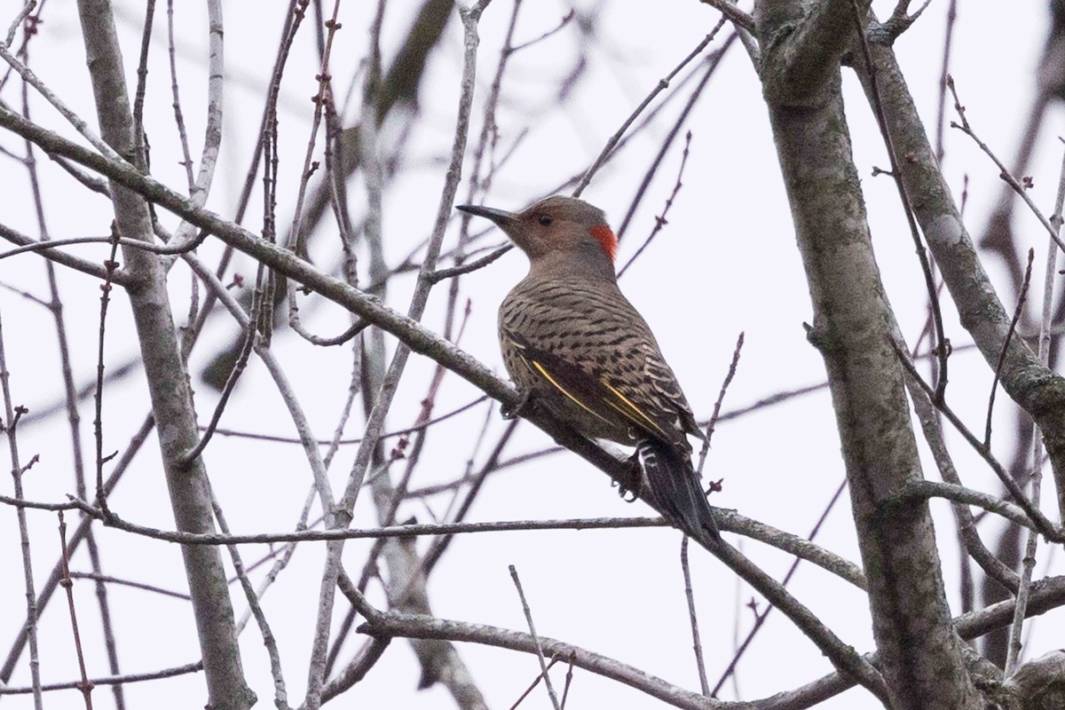 Northern Flicker - Linda Rudolph