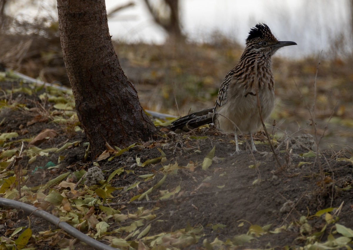 Greater Roadrunner - Craig Sells